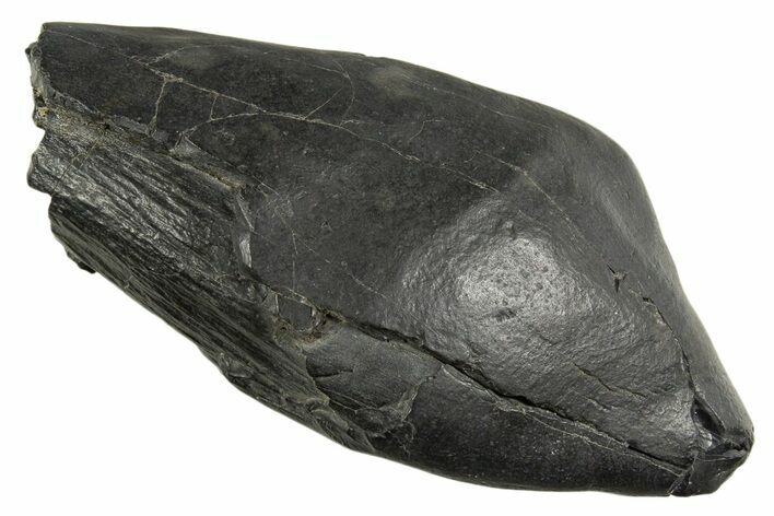 Fossil Sperm Whale (Scaldicetus) Tooth - South Carolina #340758